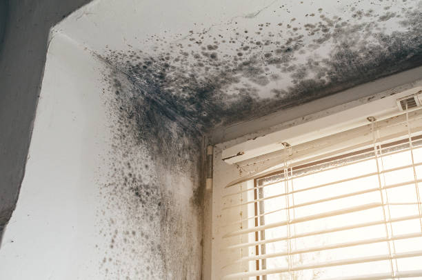 Affordable Mold Removal solutions in Centereach, NY